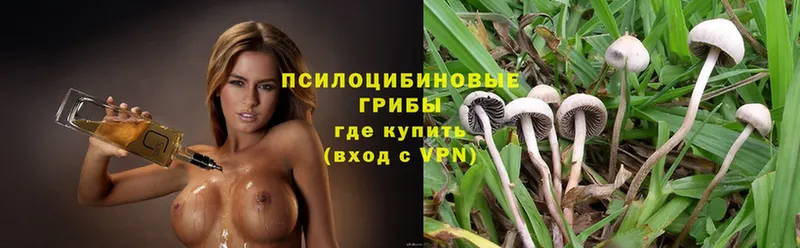 Галлюциногенные грибы Psilocybe  купить  цена  Прокопьевск 