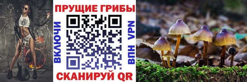 купить наркотики цена  Прокопьевск  Псилоцибиновые грибы Psilocybine cubensis 
